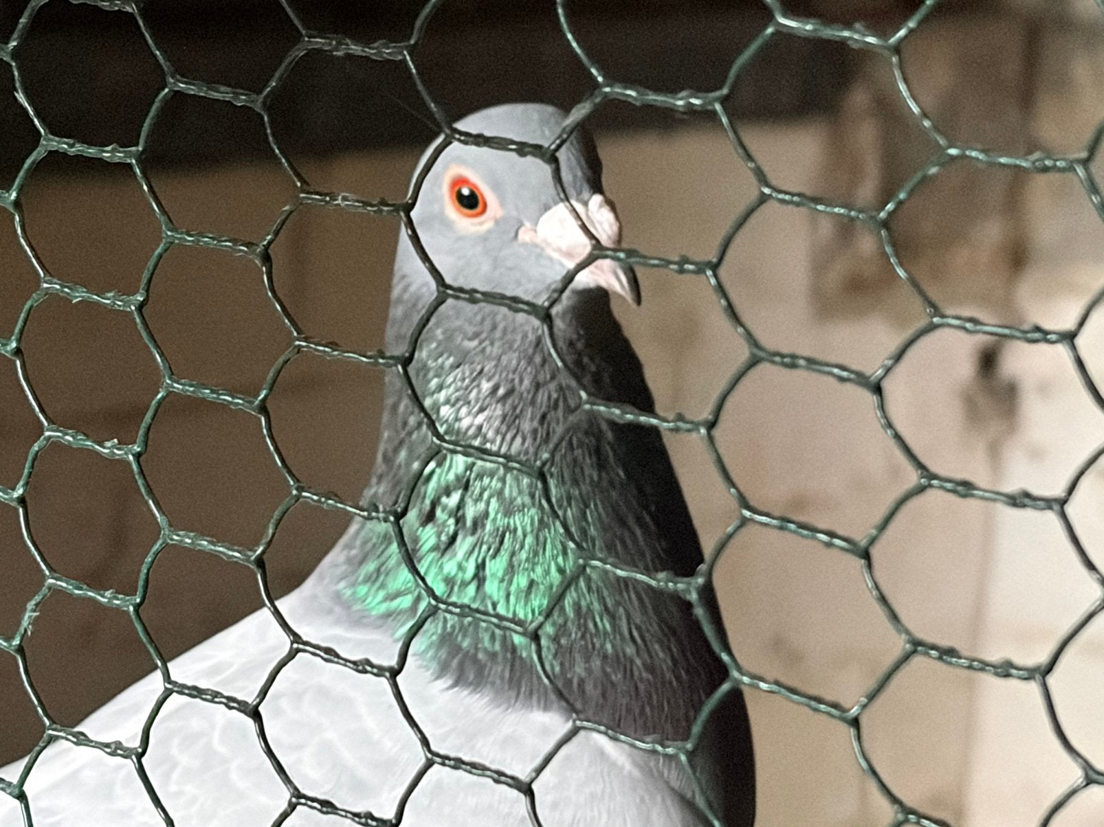 Pigeons : une demi-tonne, Animaux & Accessoires, Oiseaux | Pigeons