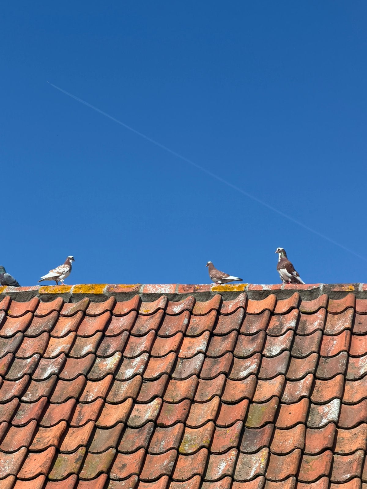 Mooie jonge kleurduiven te koop, Animaux & Accessoires, Oiseaux | Pigeons