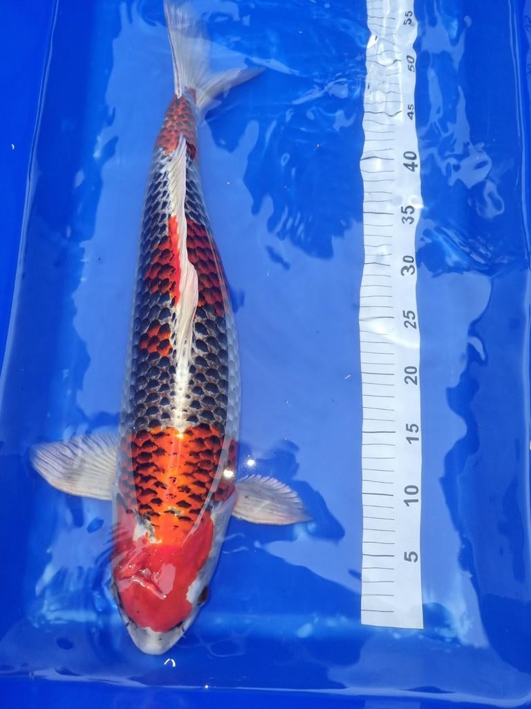 Prachtige Kujaku 52 cm, Karper of Koi
