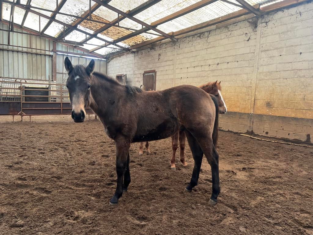 Quarter Horse veulens 2025, Hengst, Niet van toepassing, Westernpaard