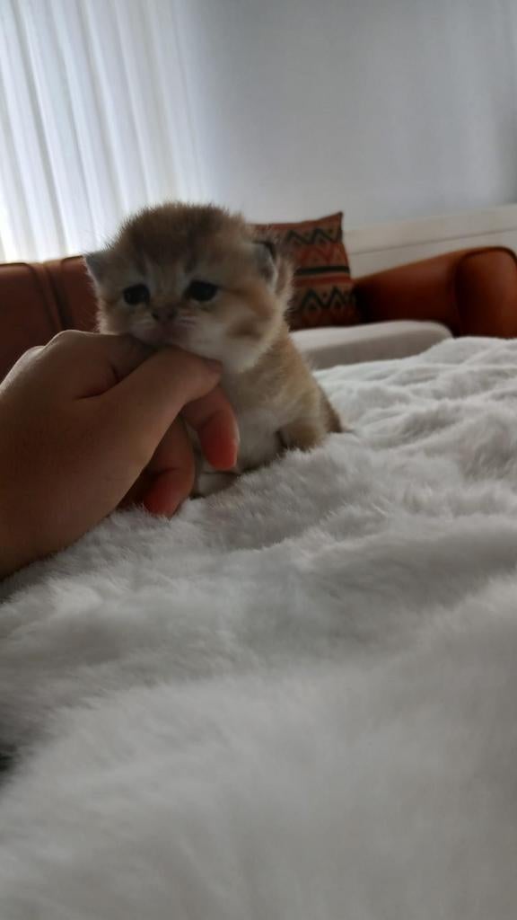 Chatons Golgen à réserver, Animaux & Accessoires, Chats & Chatons | Chats de race | Poil ras, Plusieurs animaux, 0 à 2 ans, Avec puce électronique