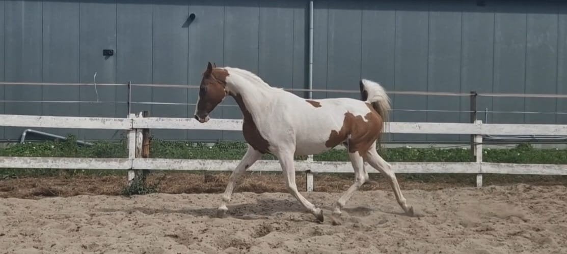 weidemaatje/coachingpaardje, Merrie, Minder dan 160 cm, Recreatiepaard, 11 jaar of ouder