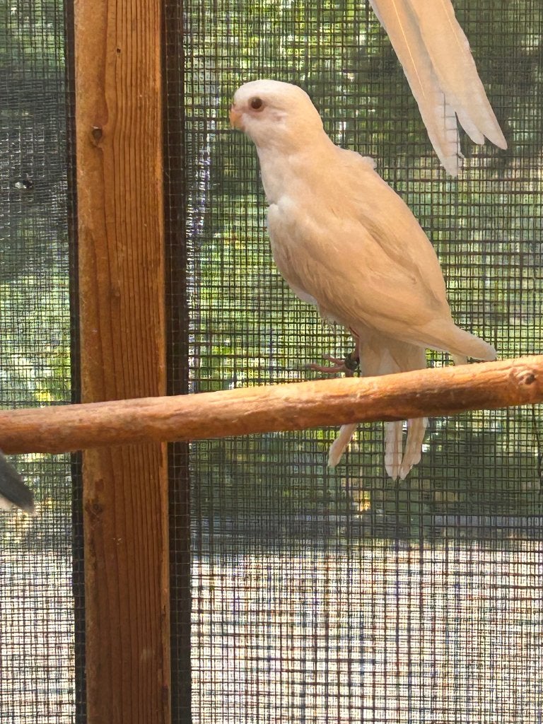 Rosella parkieten 2026, Meerdere dieren, Parkiet, Geringd