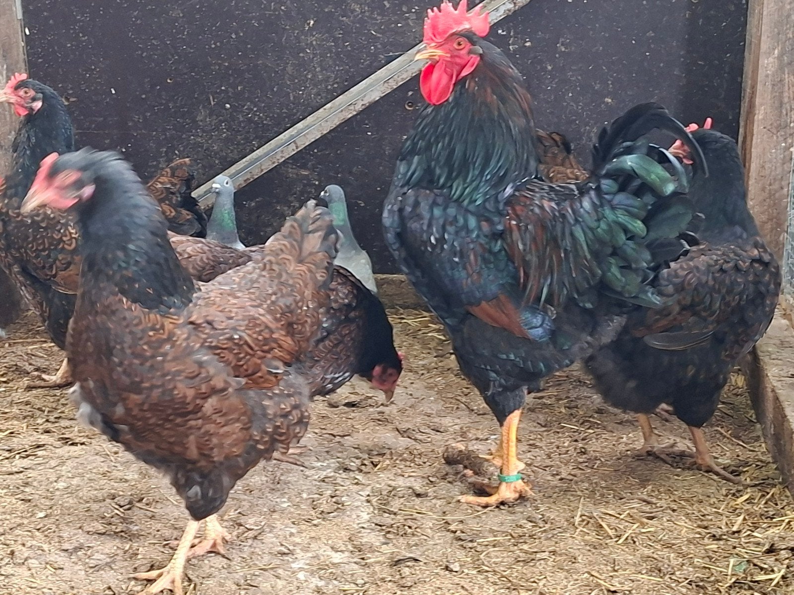Kuikens Barnevelder dubbel gezoomd