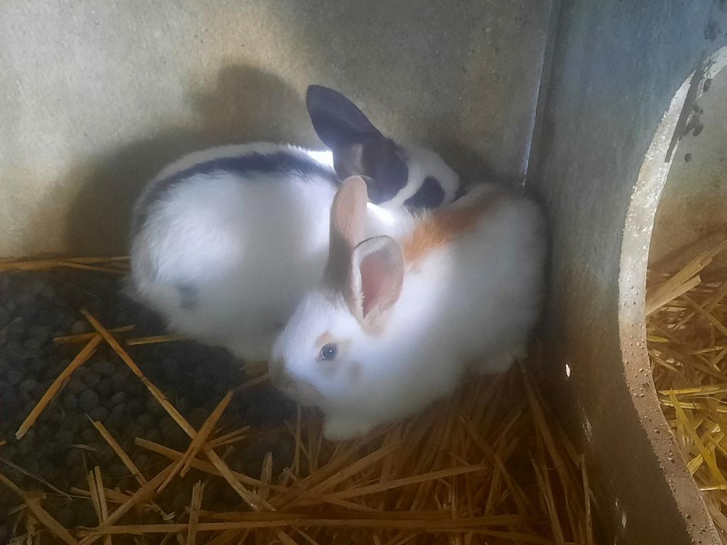 Lapins papillons géants