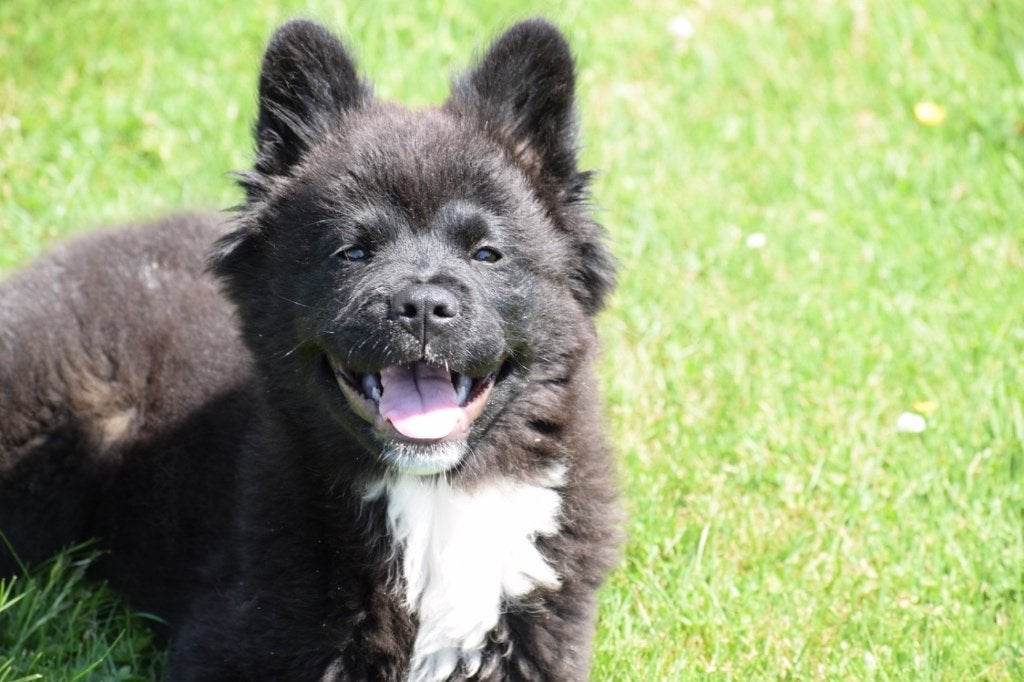 Chiots croisés Akita, bouledogue français, nés en privé, Animaux & Accessoires, Chiens | Sans pedigree, Taille moyenne, Chienne