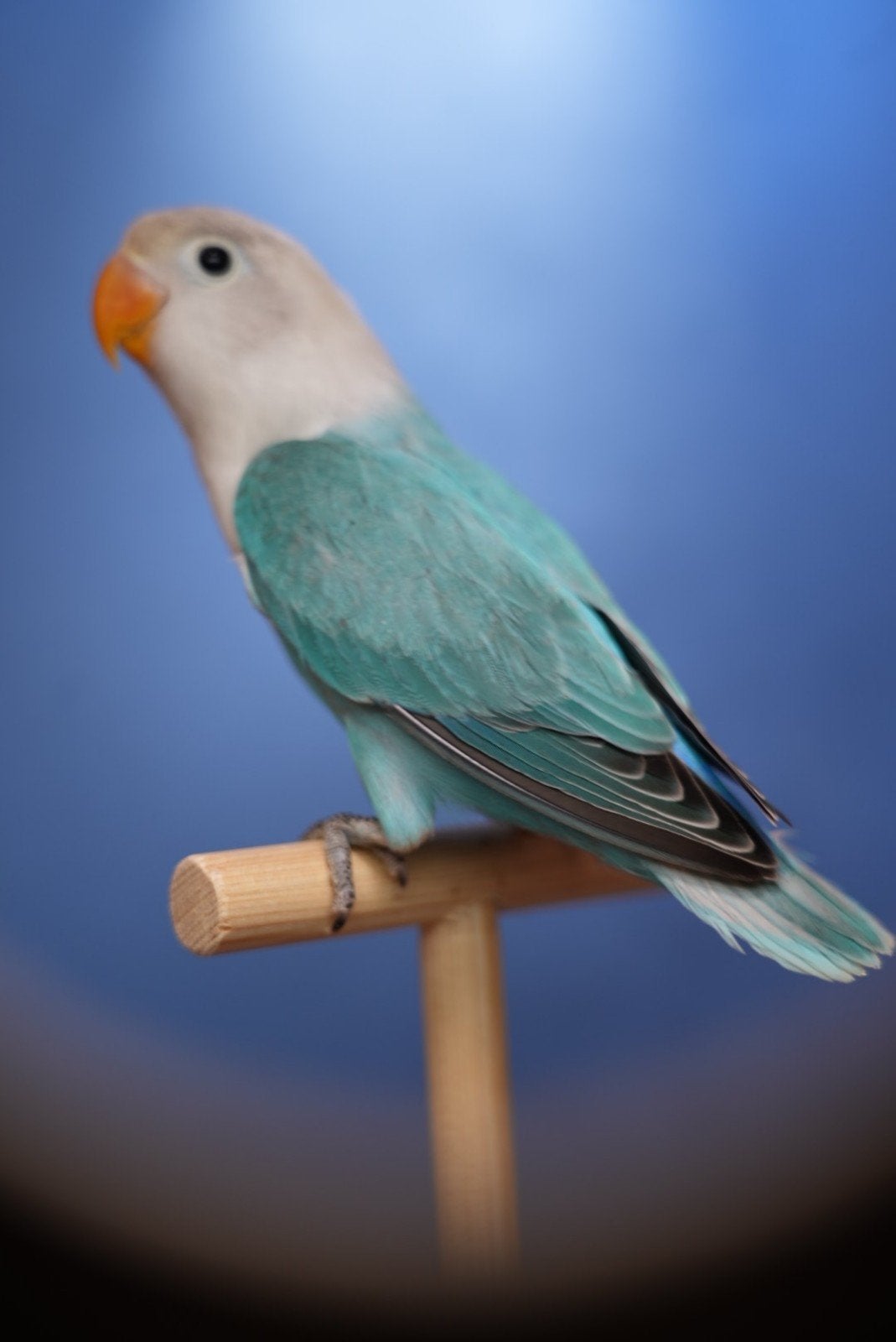 agapornis fischeri blauw opaline pop, Vrouwelijk, Dwergpapegaai of Agapornis, Geringd