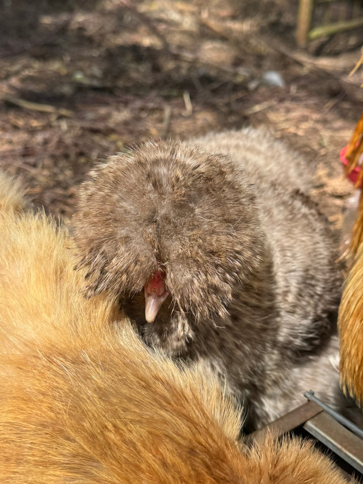 USA zijdehoen hen, Dieren en Toebehoren, Vrouwelijk, Kip