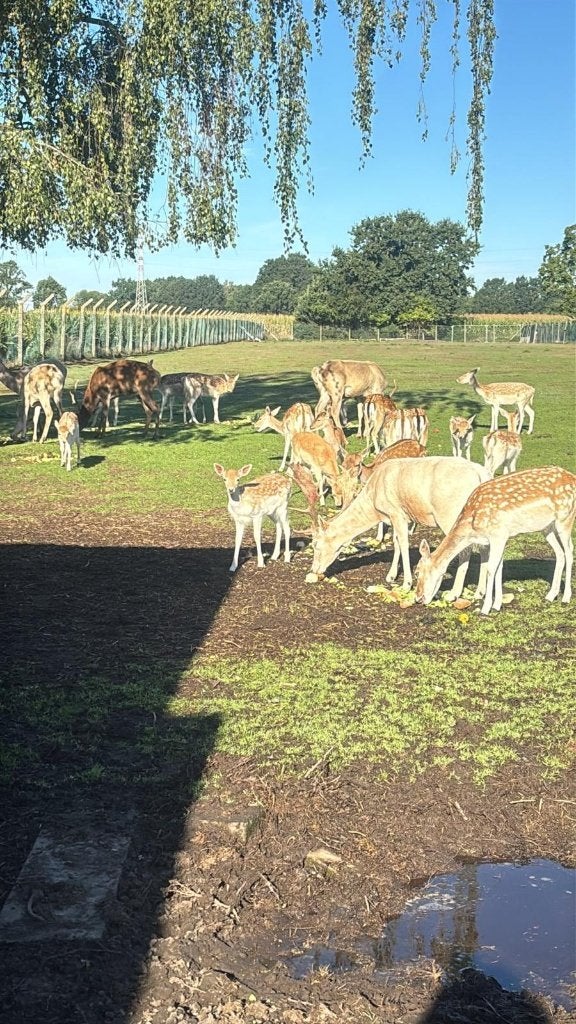 Herten, Dieren en Toebehoren, Mei