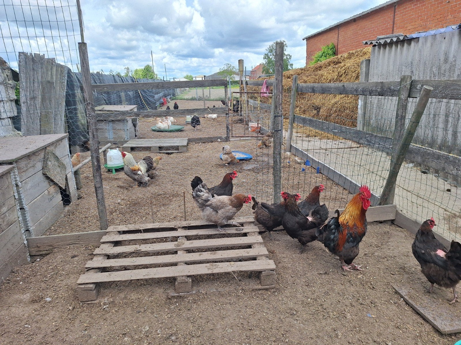 5 poules, marans, noires et coq disponibles, Enlèvement