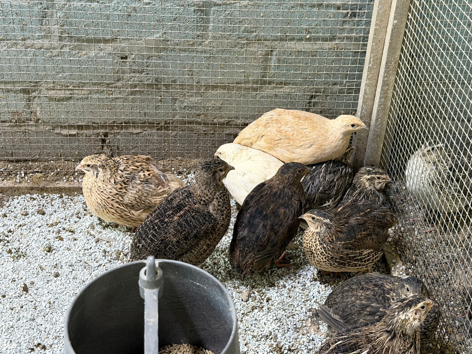 Japanse kwartels, Dieren en Toebehoren