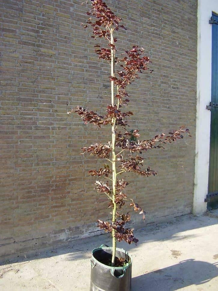 Des arbres pour votre jardin, directement sortis de la, Enlèvement ou Envoi