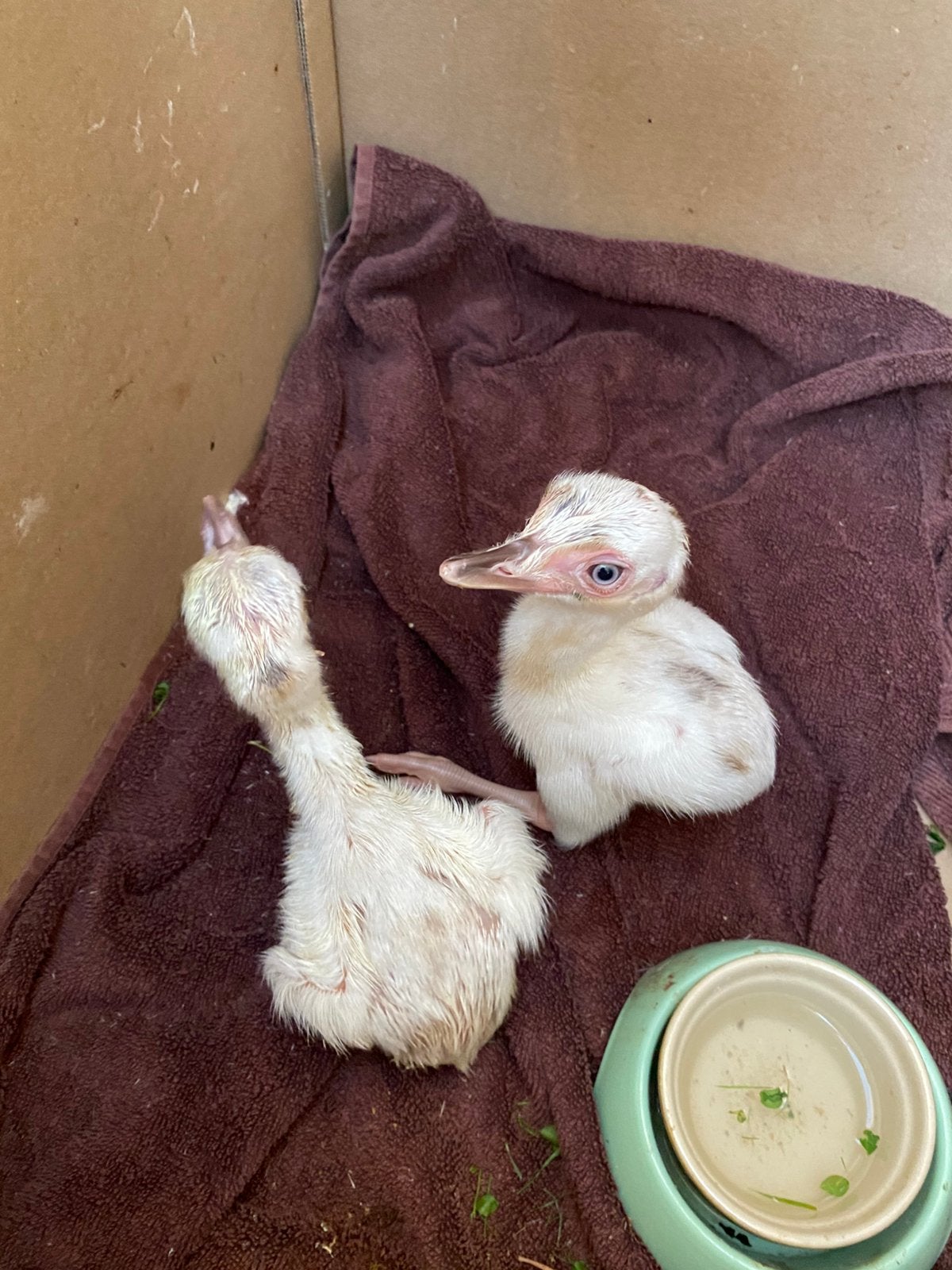 2 witte nandoe kuikens, Dieren en Toebehoren, Geslacht onbekend, Overige soorten