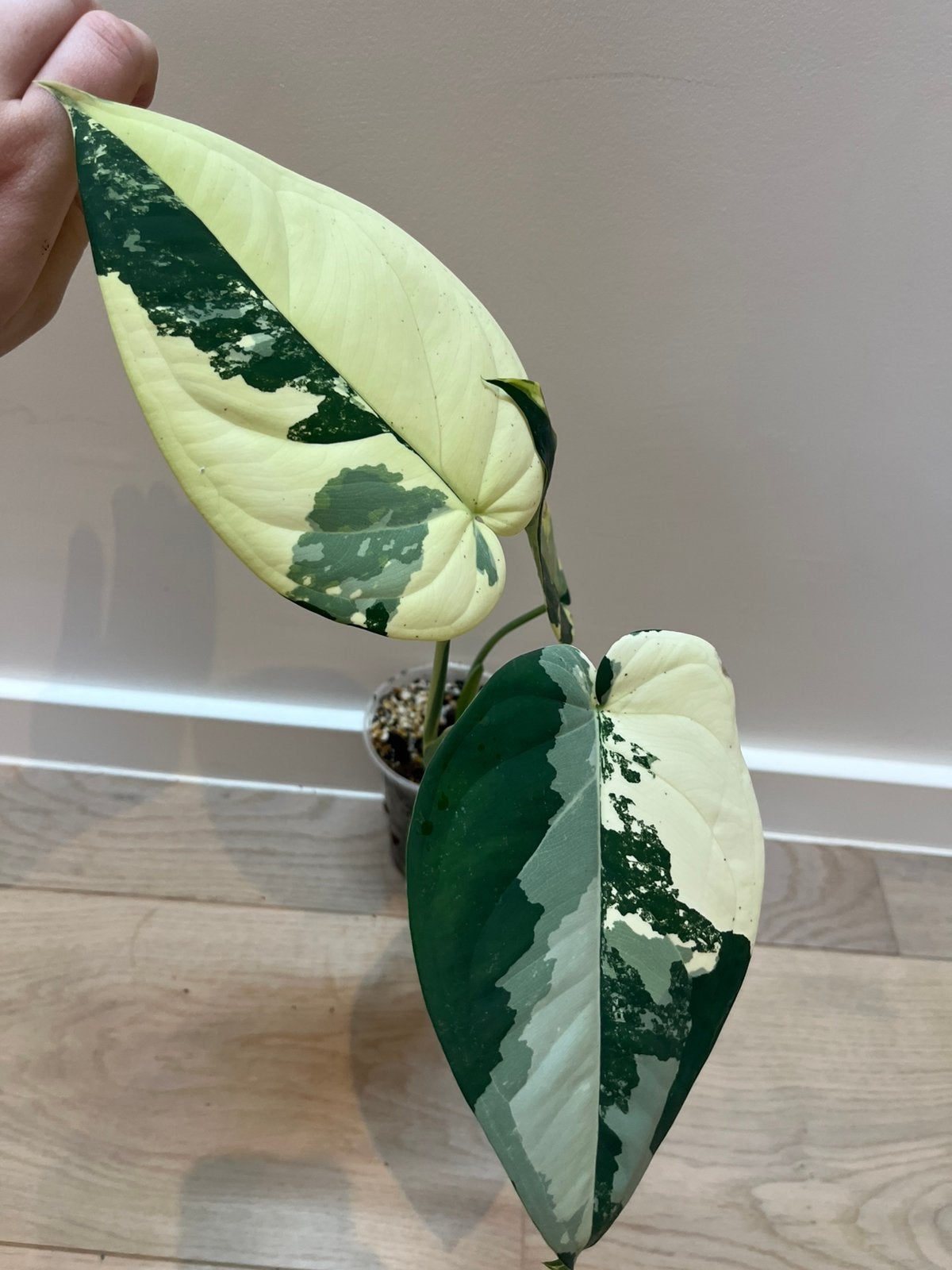 Syngonium Chiapense Variegata, Huis en Inrichting, Kamerplanten, Verzenden