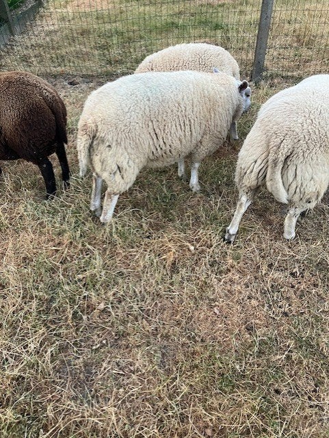 dekram, Mannelijk, Schaap, 0 tot 2 jaar