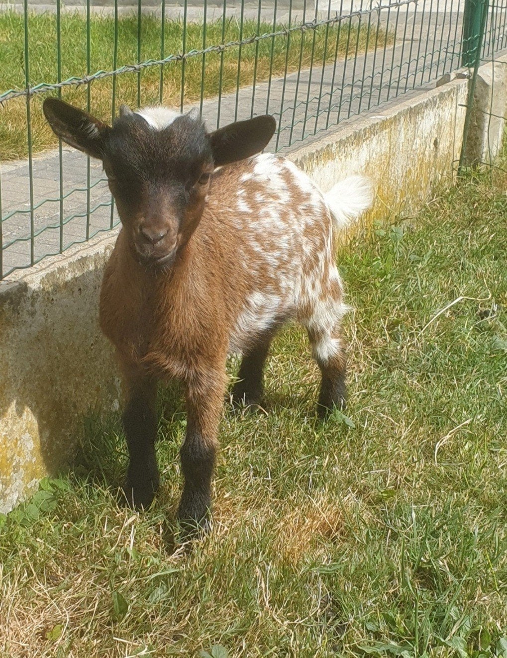 dwerggeitje, Dieren en Toebehoren, Schapen, Geiten en Varkens