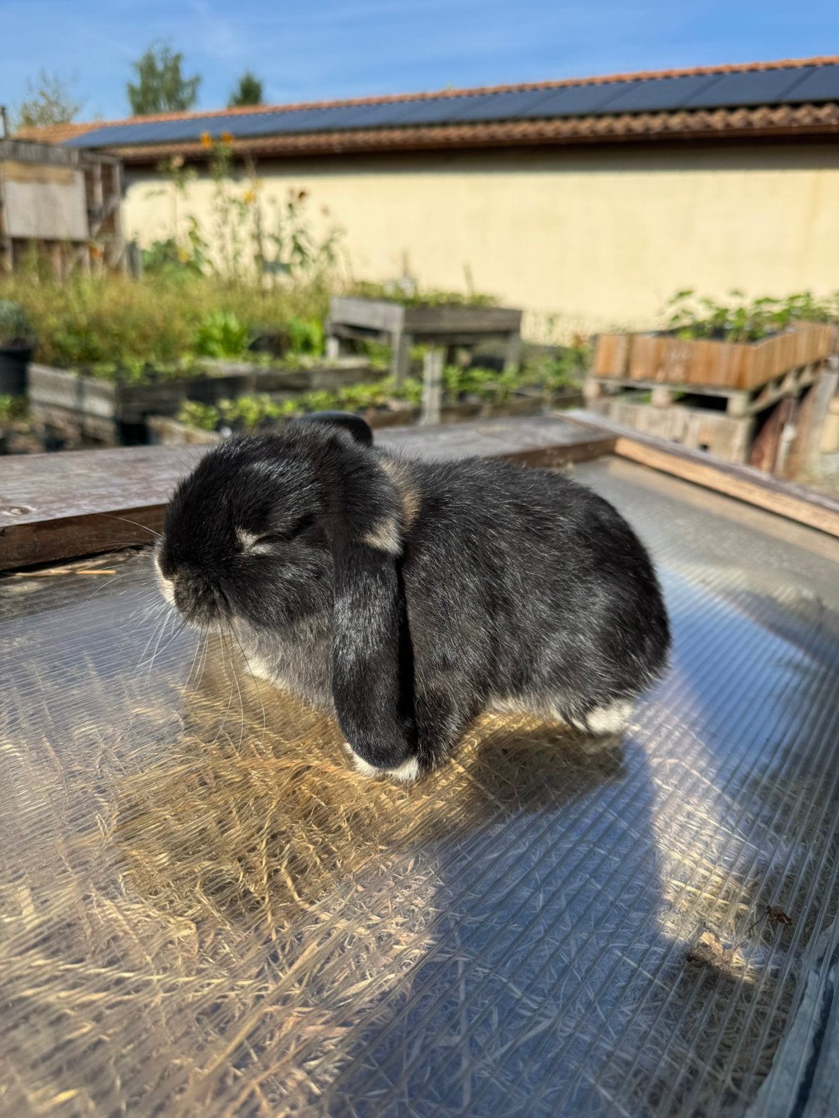 NDH Vrouwtje, Dieren en Toebehoren