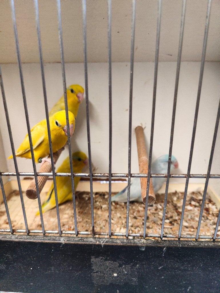 Forpussen, Dieren en Toebehoren, Meerdere dieren, Dwergpapegaai of Agapornis, Geringd
