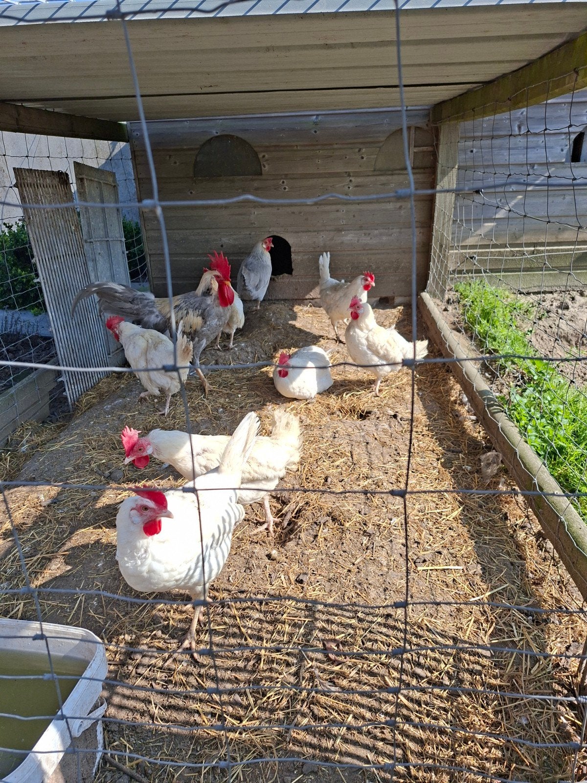 eieren van witte leghorn, Dieren en Toebehoren