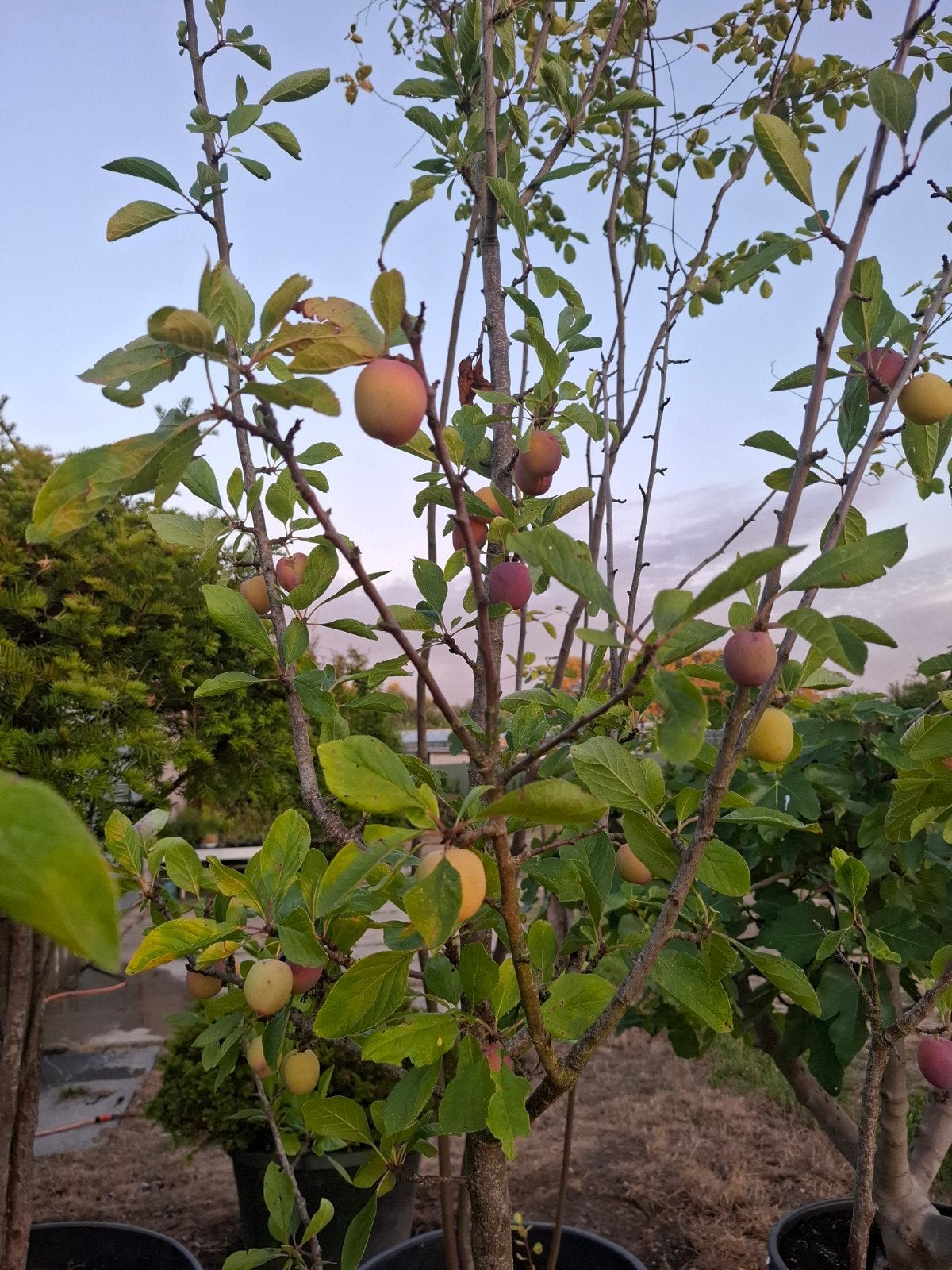 Pruim, Tuin en Terras, Ophalen
