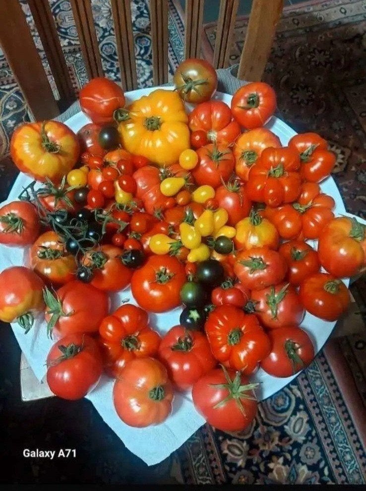 Bio tomatenplanten van Turkije en Rusland, Ophalen