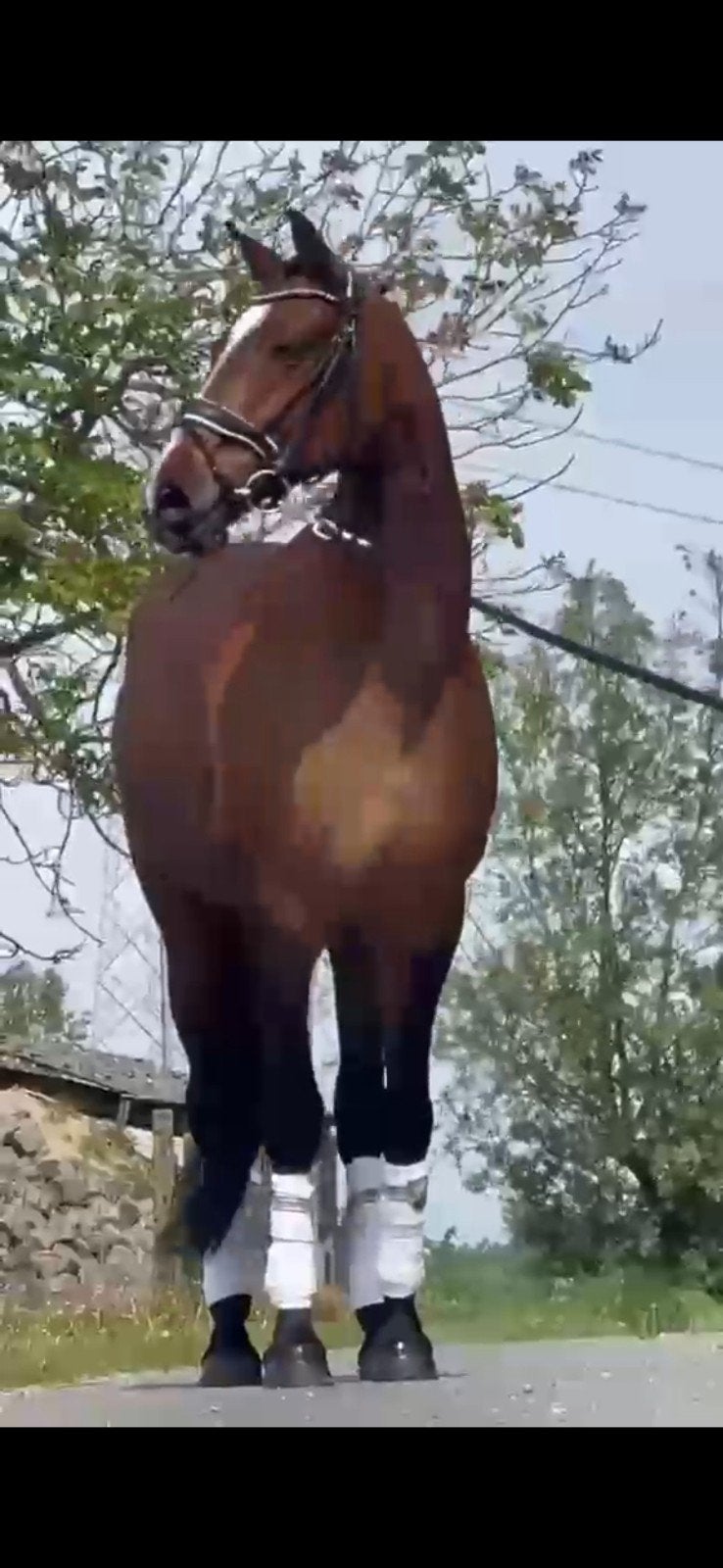 Knappe, betrouwbare allround merrie, Avec pedigree, 11 ans ou plus, L, 160 à 165 cm