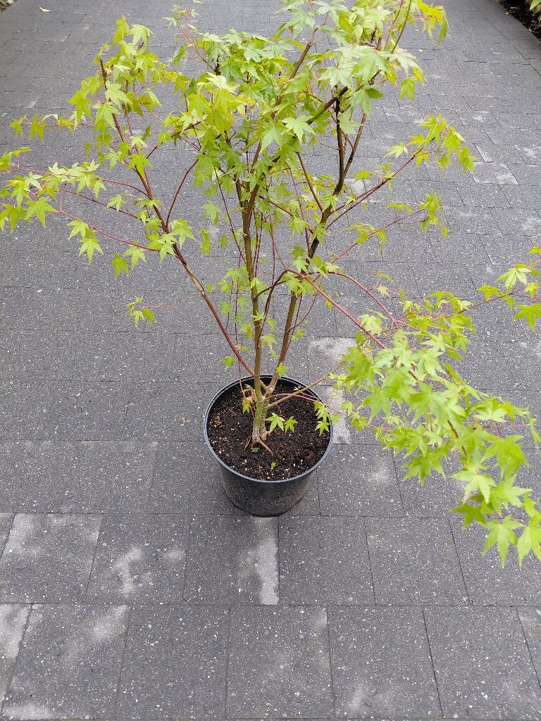 Acer Palmatum, Tuin en Terras, Ophalen, Esdoorn