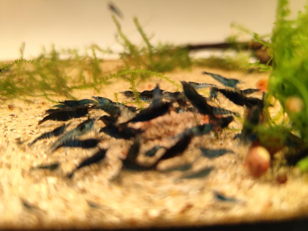 Blue Velvet Garnalen, Dieren en Toebehoren, Ophalen of Verzenden
