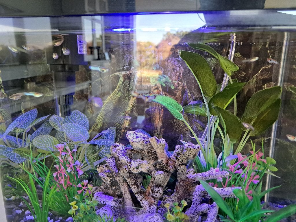 Aquariumvissen, Poisson, Poisson d'eau douce