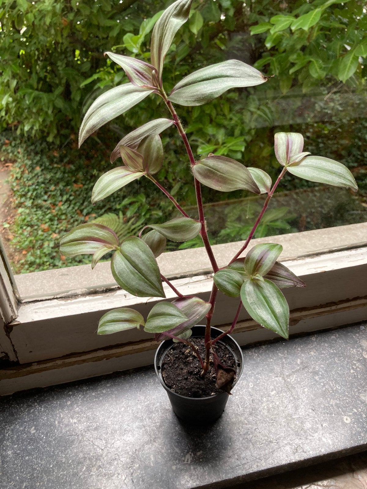Kamerplantjes (thuis gekweekt als hobby), Jardin & Terrasse, Plantes | Jardin, Enlèvement, Été