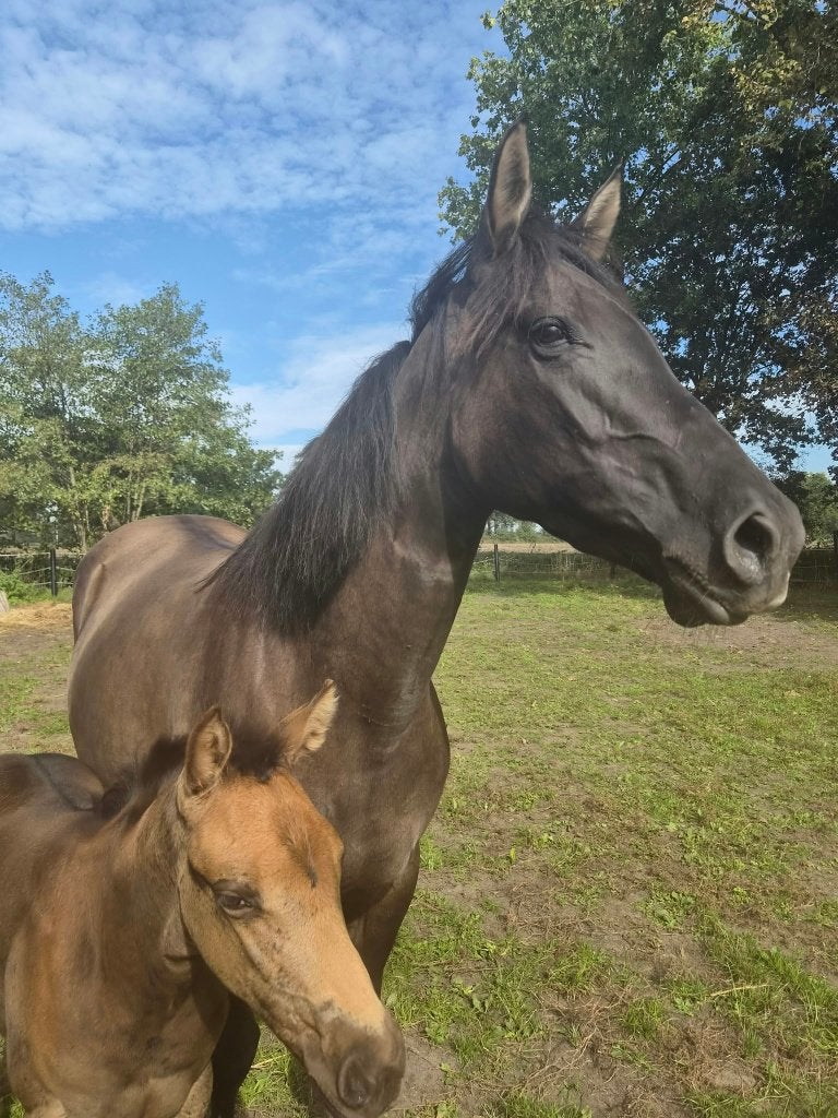 Zeer lieve Quarter merrie, Merrie, Minder dan 160 cm, Met stamboom, Zadelmak