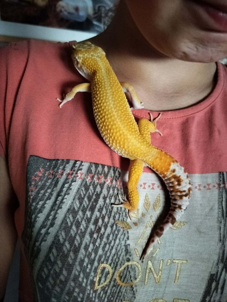Luipaard gekko man nakweek van febr BEURS HAM/HOUTEN, Hagedis, Tam, 0 tot 2 jaar