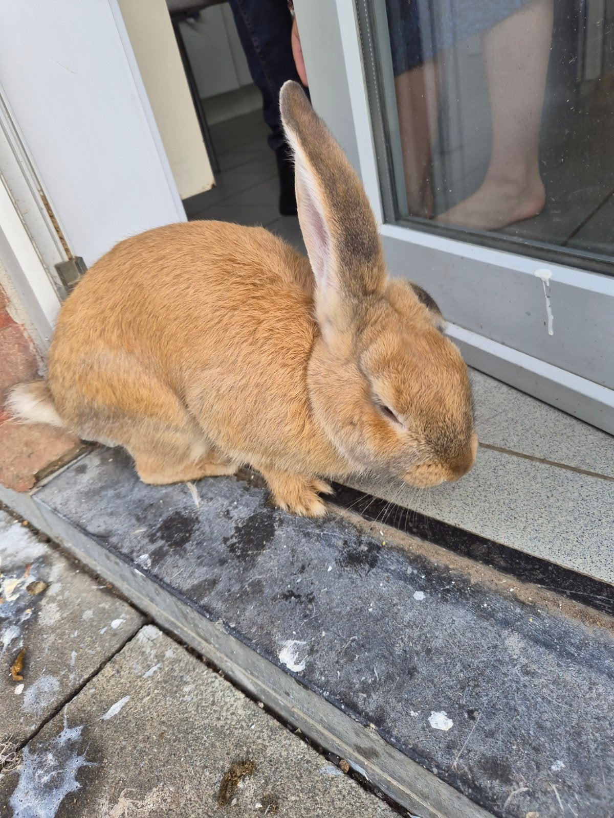Konijnen, Dieren en Toebehoren, Konijnen