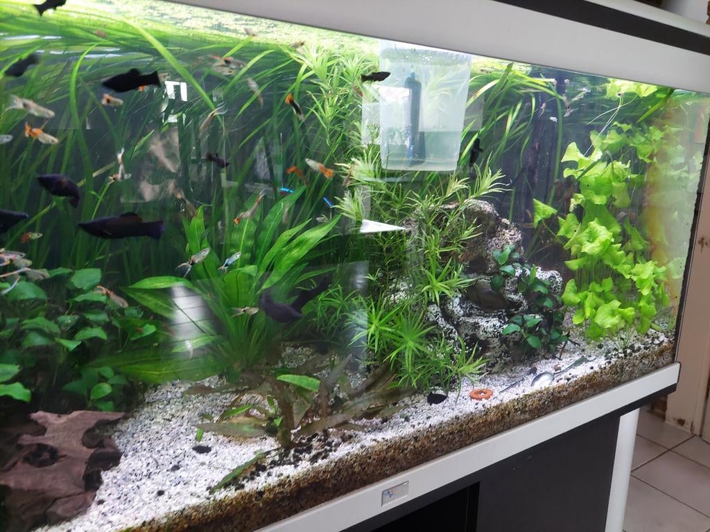 Vasilleria, Dieren en Toebehoren, Ophalen