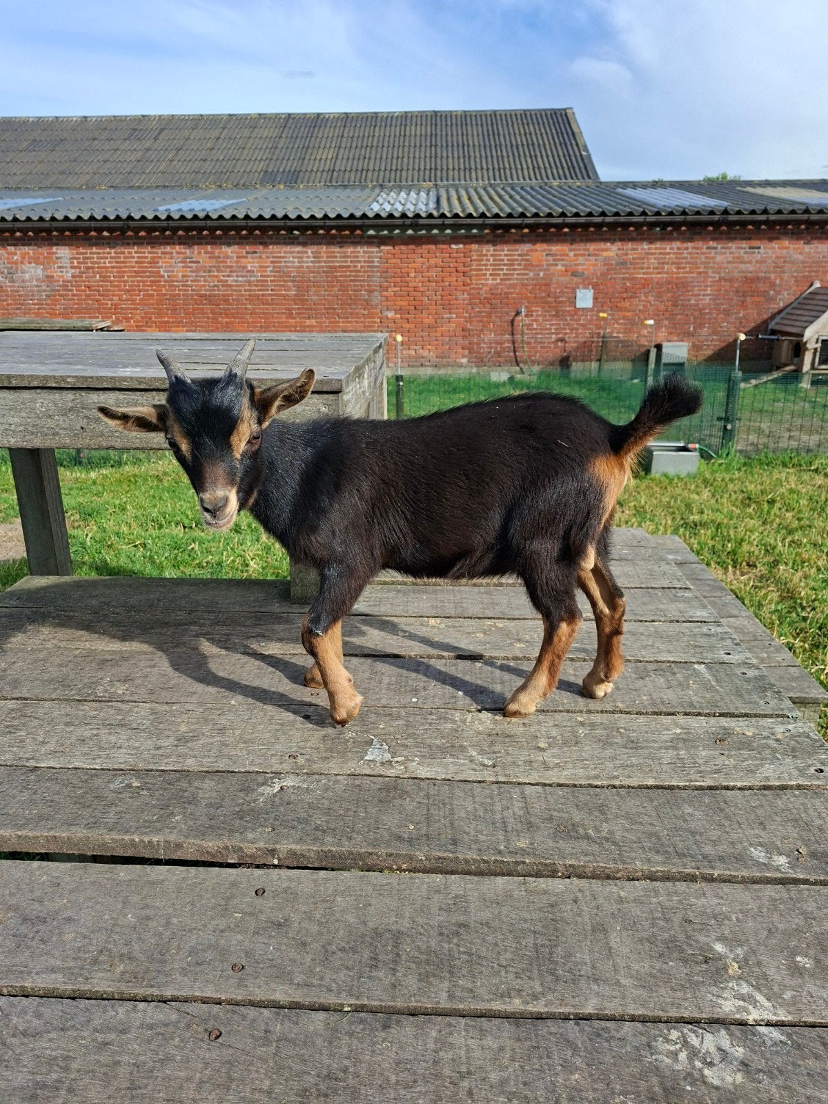 Dwerggeit, bokje, black and tan
