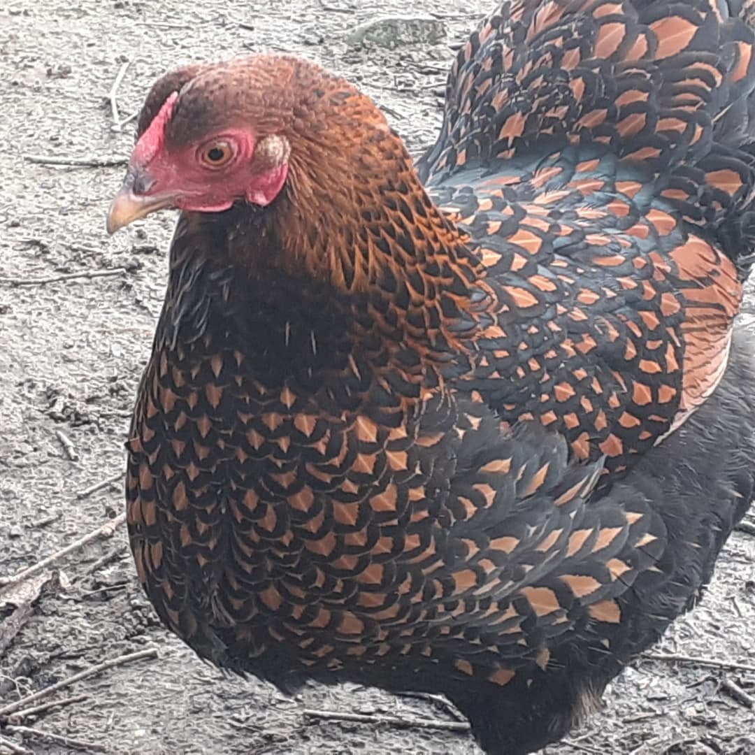 Wyandotte kriel kippen hennen