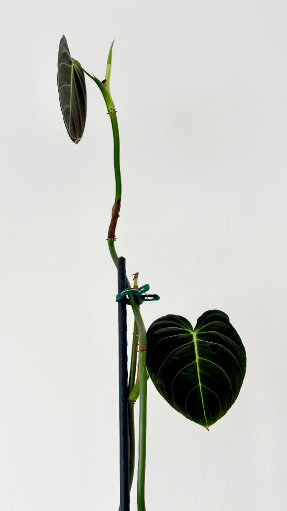 Philodendron melanochrysum 160 cm, Huis en Inrichting, Kamerplanten, Overige soorten, 150 tot 200 cm, Groene kamerplant, In pot