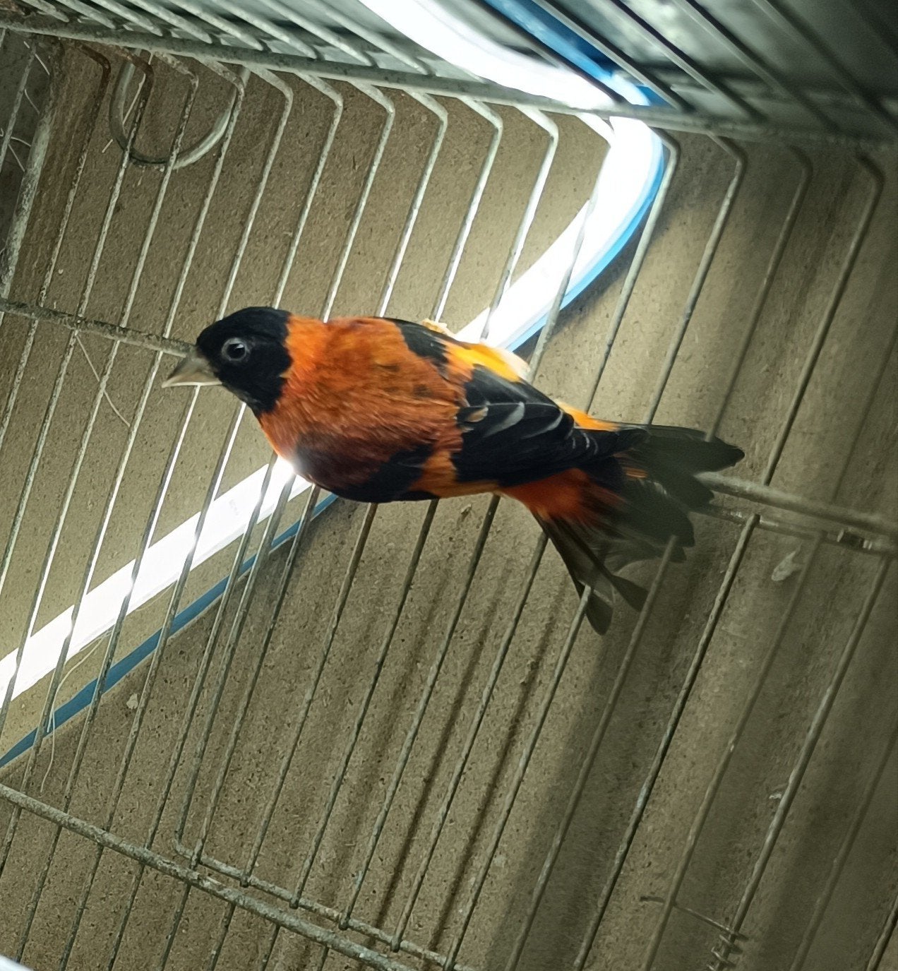 Kanaries, Dieren en Toebehoren