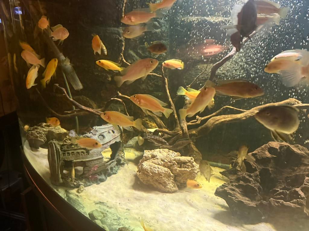 Warmwater vissen vanaf 3. €. Koppels 45 €, Dieren en Toebehoren, Vissen | Aquariumvissen