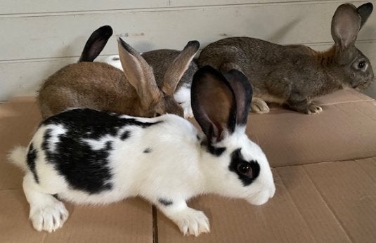 kweek / vlees konijnen, Dieren en Toebehoren, Konijnen, Meerdere dieren, Groot, 0 tot 2 jaar