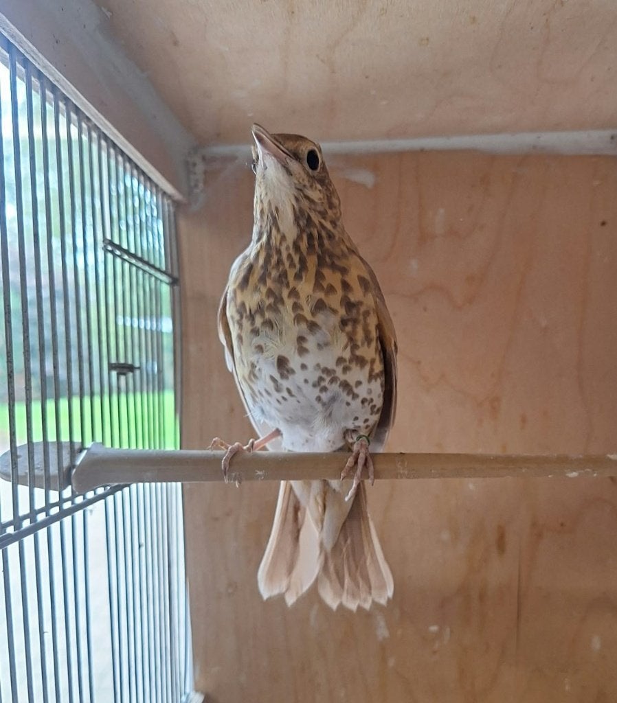 Zanglijster - Vogels, Dieren en Toebehoren, Meerdere dieren, Wildzangvogel, Geringd