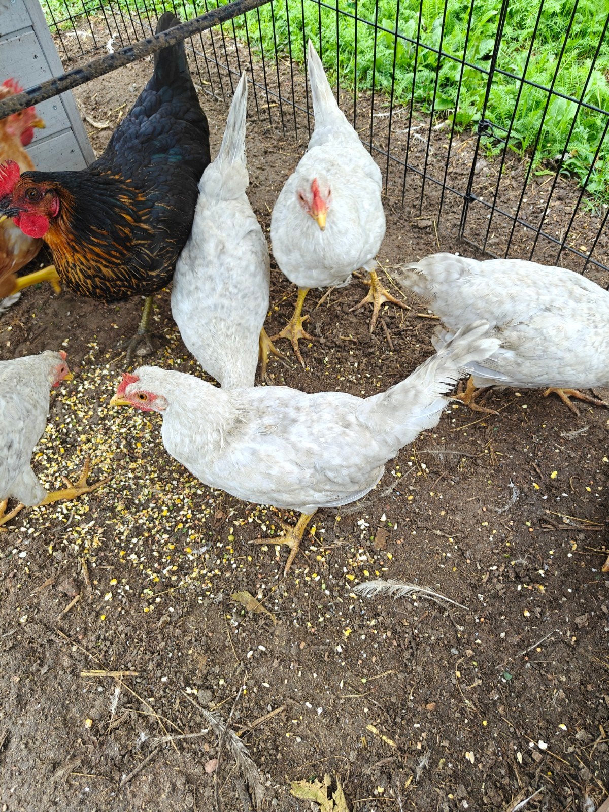 raszuivere cream legbar hanen of hen?, Dieren en Toebehoren