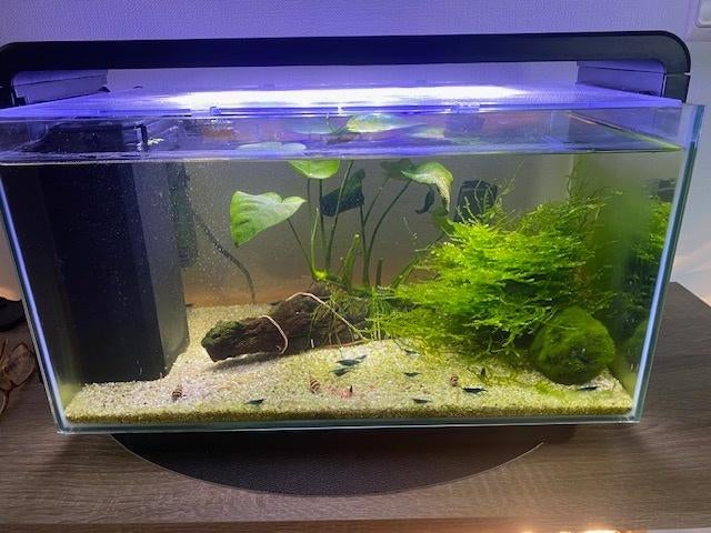 Blue Velvet garnalen met aqarium !!!!!!!!, Dieren en Toebehoren, Vissen | Aquaria en Toebehoren, Ophalen, Zo goed als nieuw, Inclusief deksel
