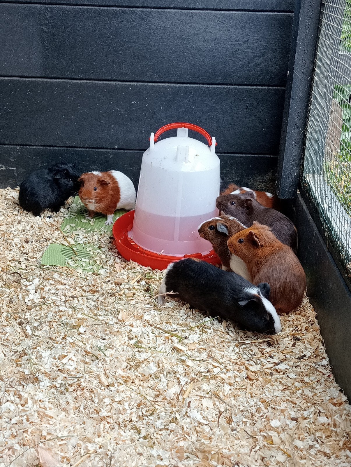 Jonge cavia zeugjes en beertjes, Dieren en Toebehoren, Cavia, Mei, Meerdere dieren, Tam