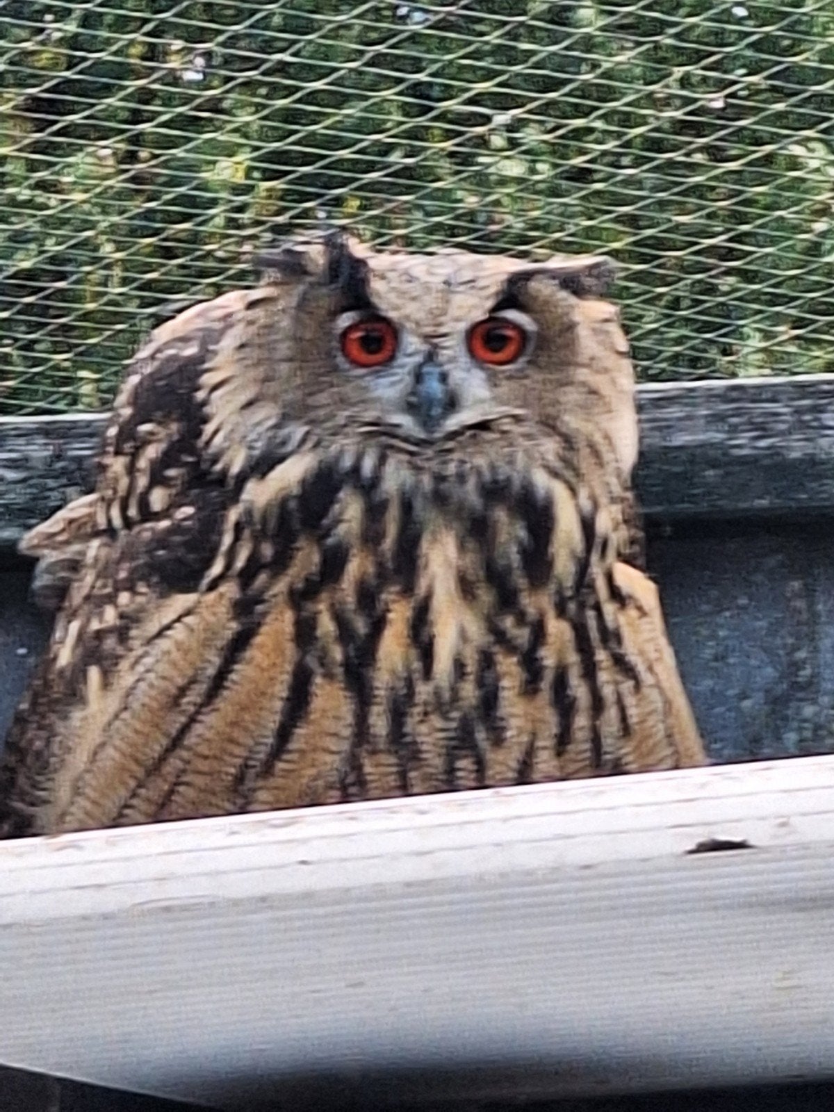 roofvogels, Animaux & Accessoires
