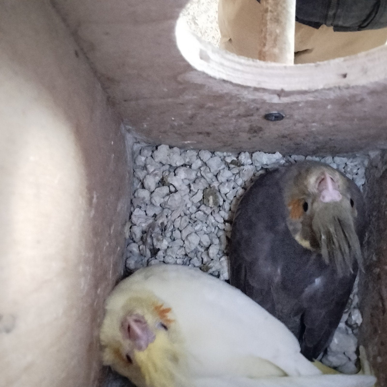 jonge wildkleur valkparkiet, Femelle, Domestique