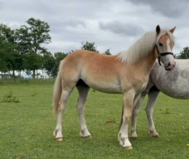 Mooie haflinger jaarling, Poney de dressage, Avec puce électronique, Poney D (1.37 m à 1.48m), Étalon