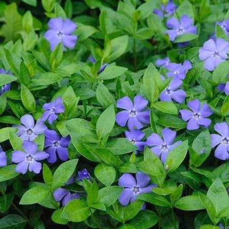 Vinca Minor, Enlèvement, Mi-ombre