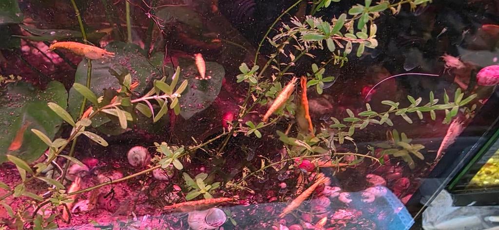Gold Gele garnaaltjes op leidingwater, Dieren en Toebehoren