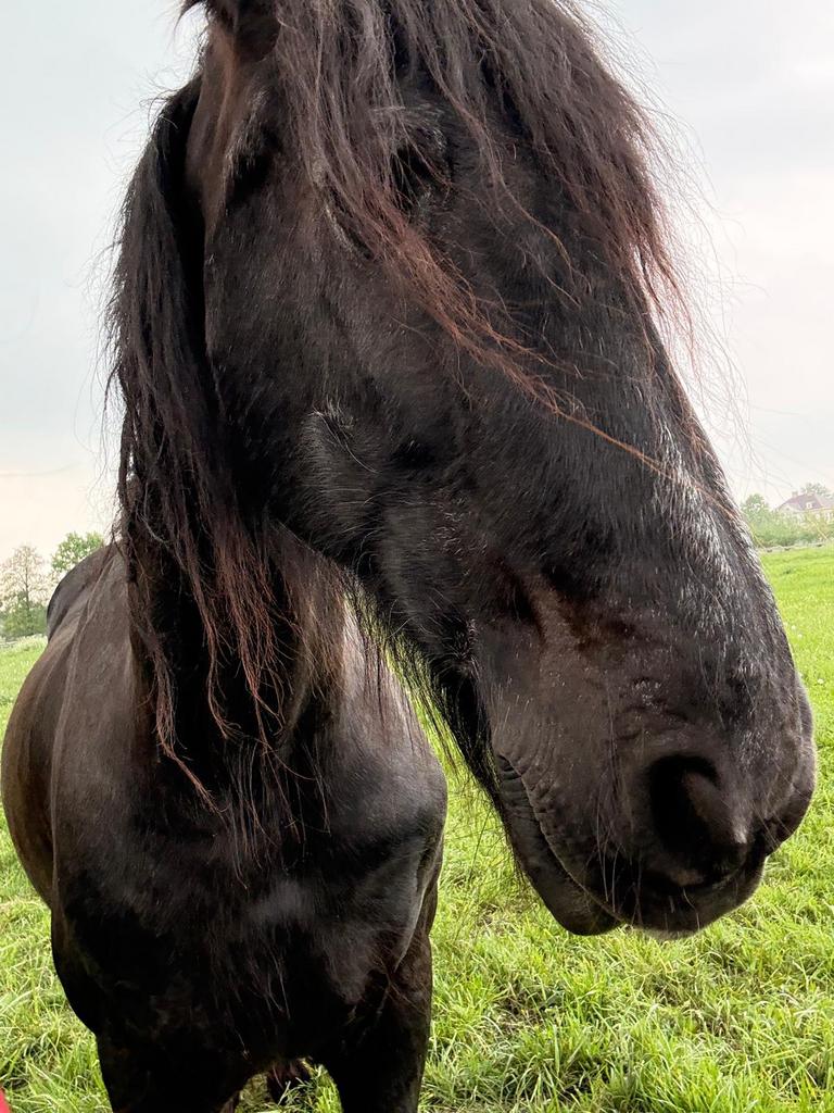 Lieve friese ruin, 26 jaar, Ruin